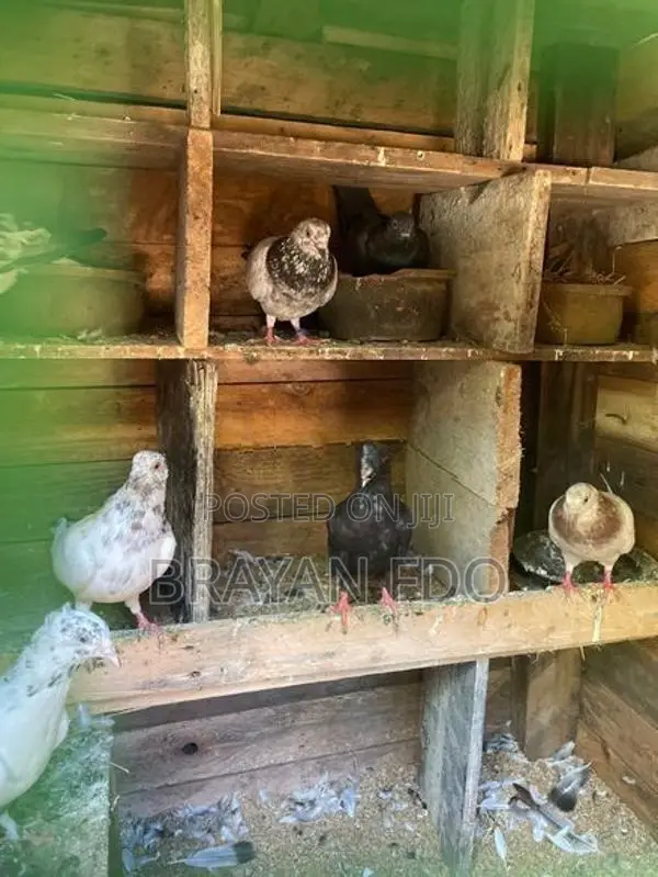 Pigeons