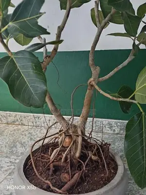 Bonsai Pot