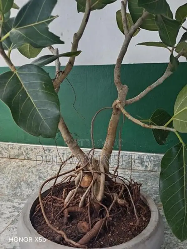 Bonsai Pot