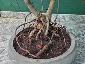 Bonsai Pot