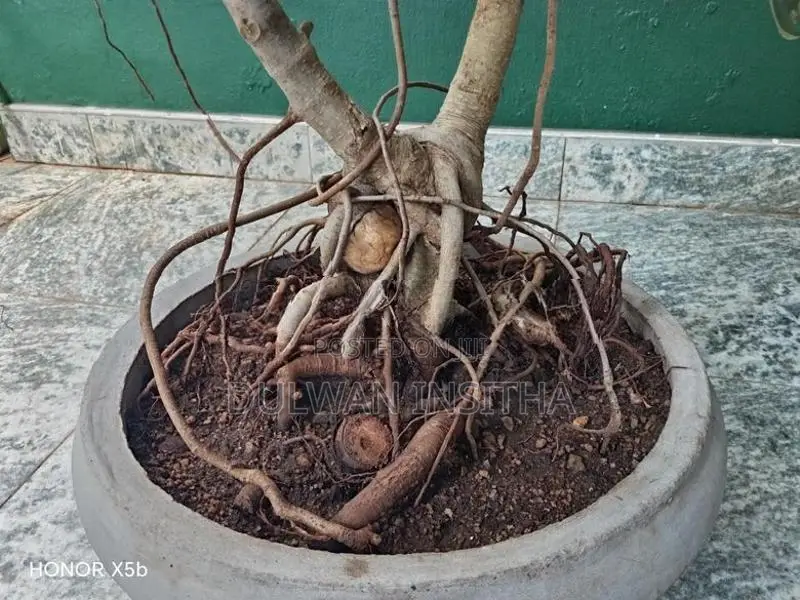 Bonsai Pot