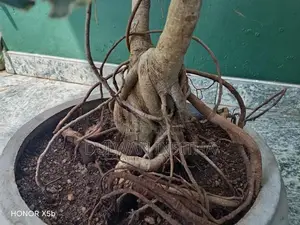 Bonsai Pot