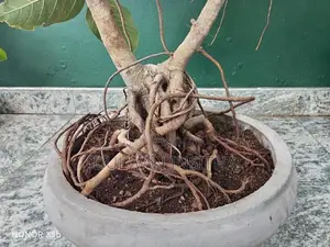 Bonsai Pot