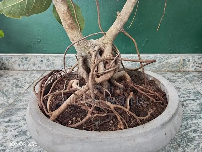 Bonsai Pot