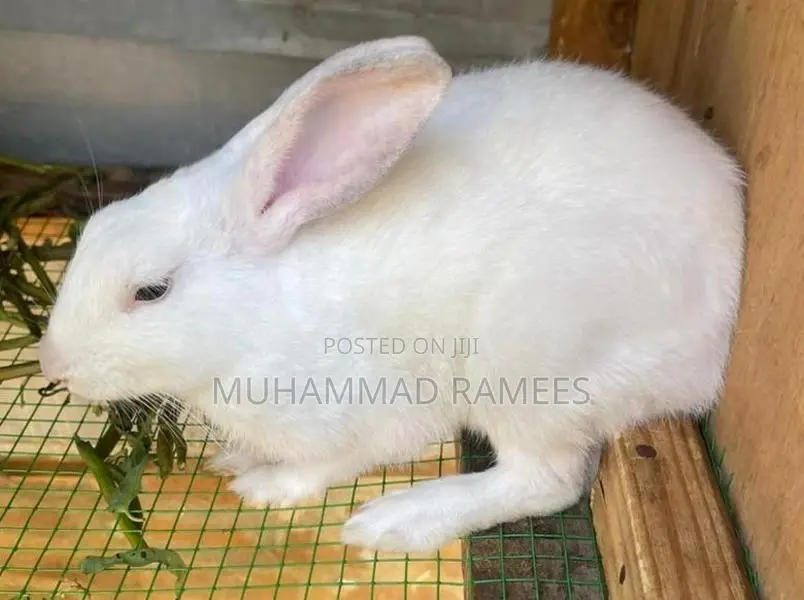 Rabbit