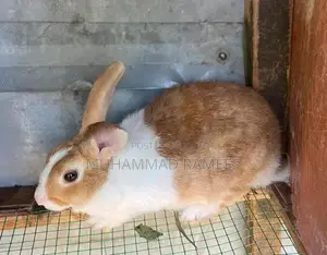 Rabbit