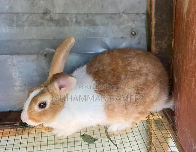 Rabbit