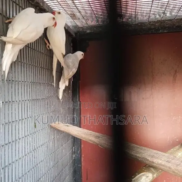 Ring Neck Birds