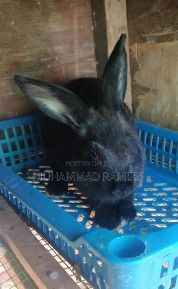 Rabbit