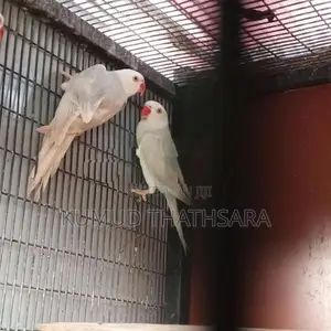 Ring Neck Birds