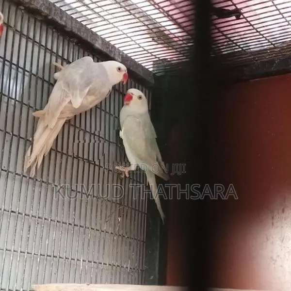 Ring Neck Birds