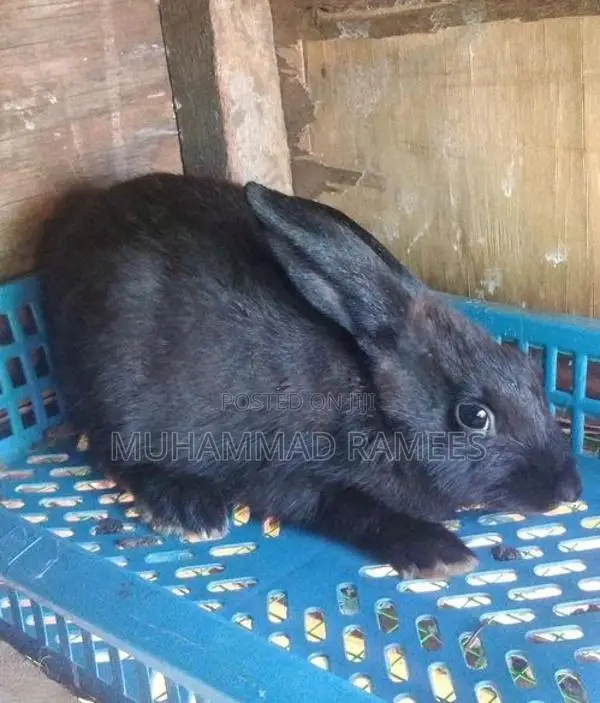 Rabbit