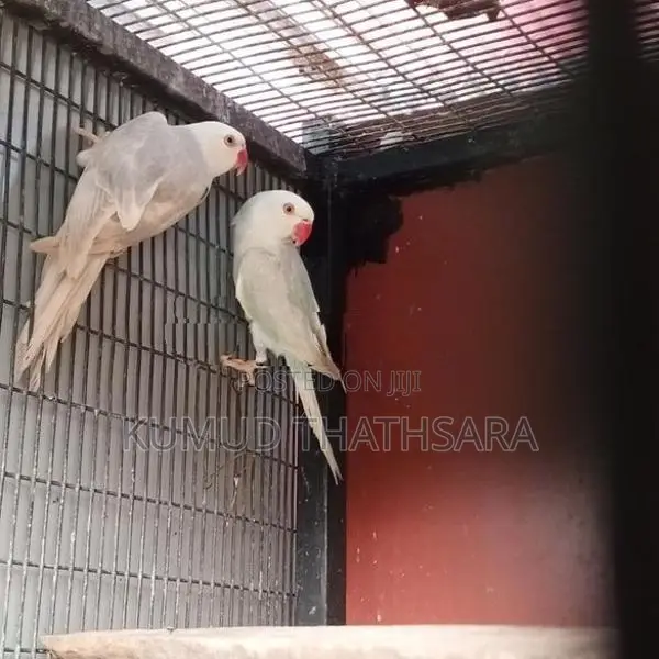 Ring Neck Birds