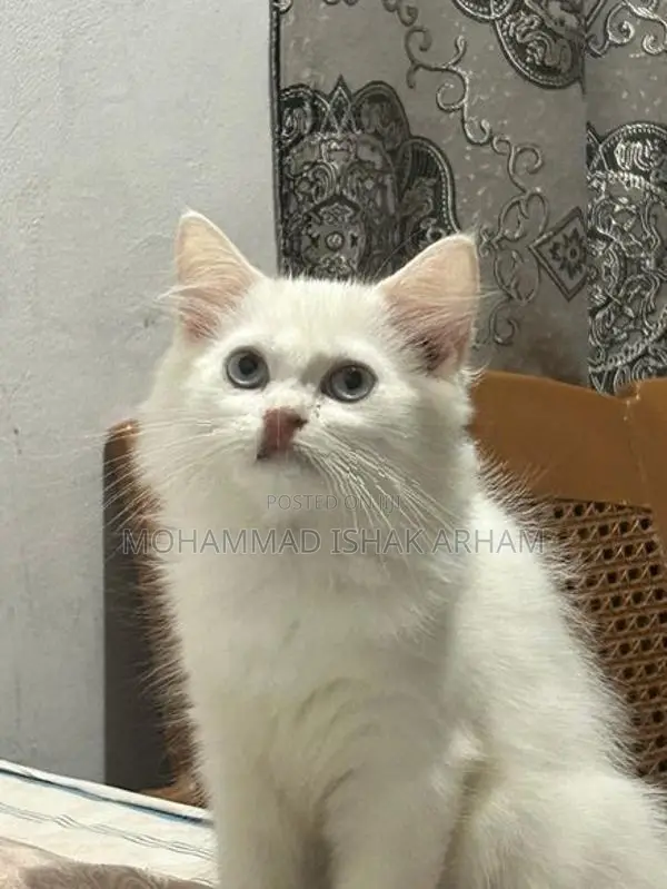 Persian kitten