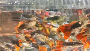 Guppy Fish