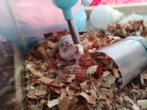 Dwarf Hamster