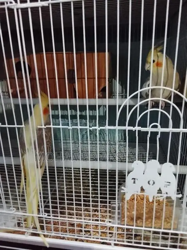 Cockatiel Birds