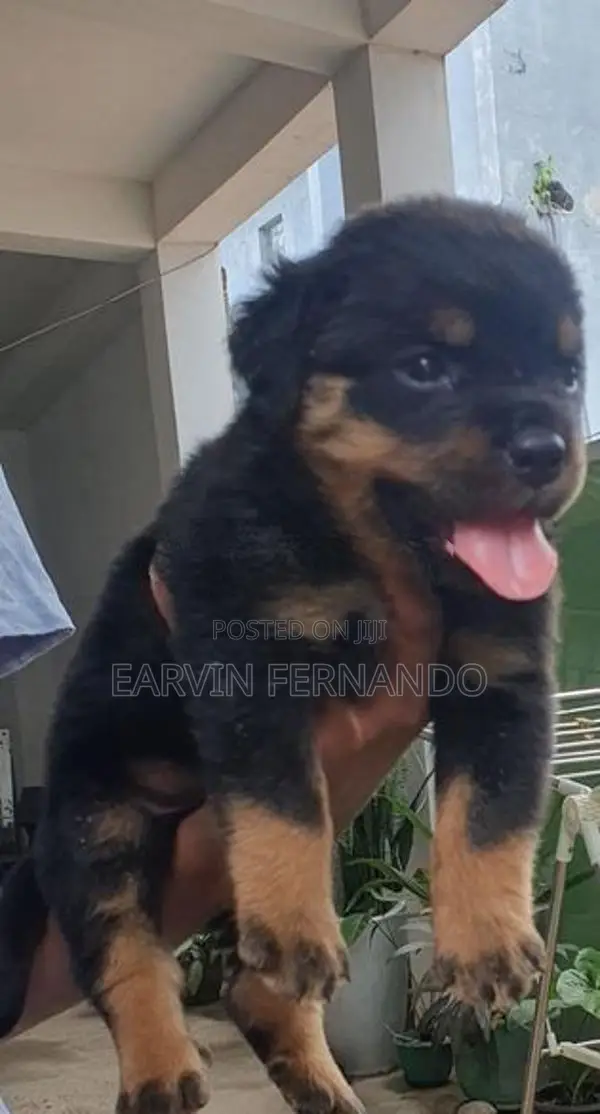 Rottweiler Puppies