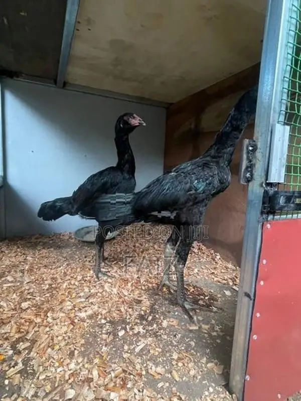 Rooster