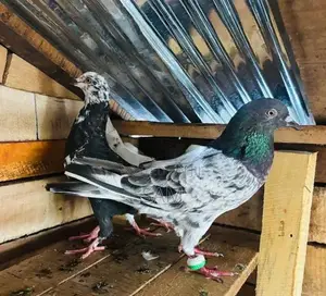 pigeons