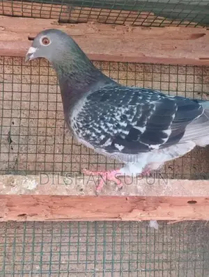Racing Homer pigeon