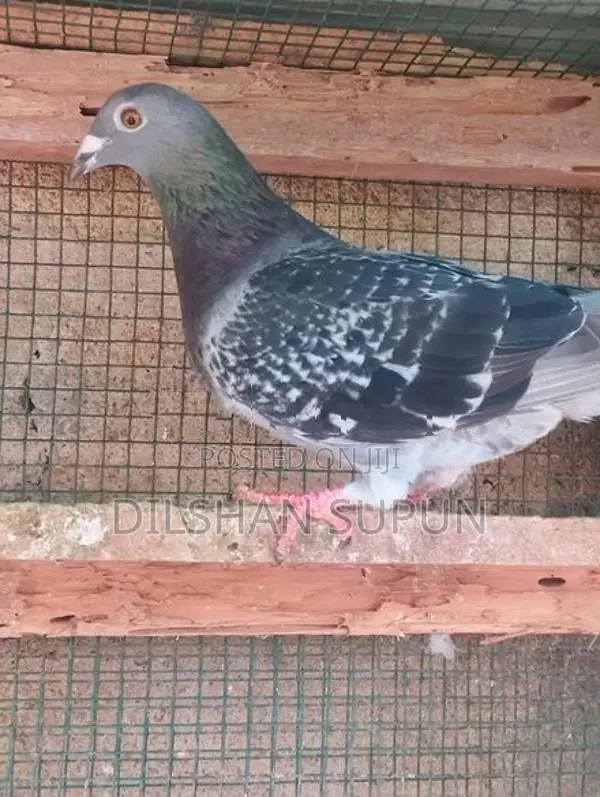 Racing Homer pigeon
