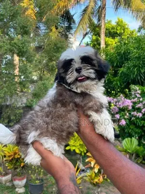 Shih Tzu Male Puppy