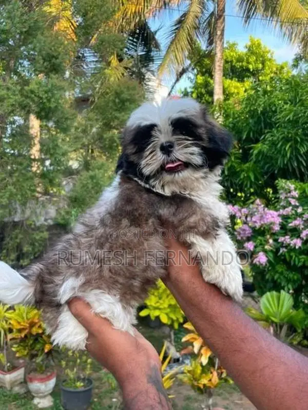 Shih Tzu Male Puppy