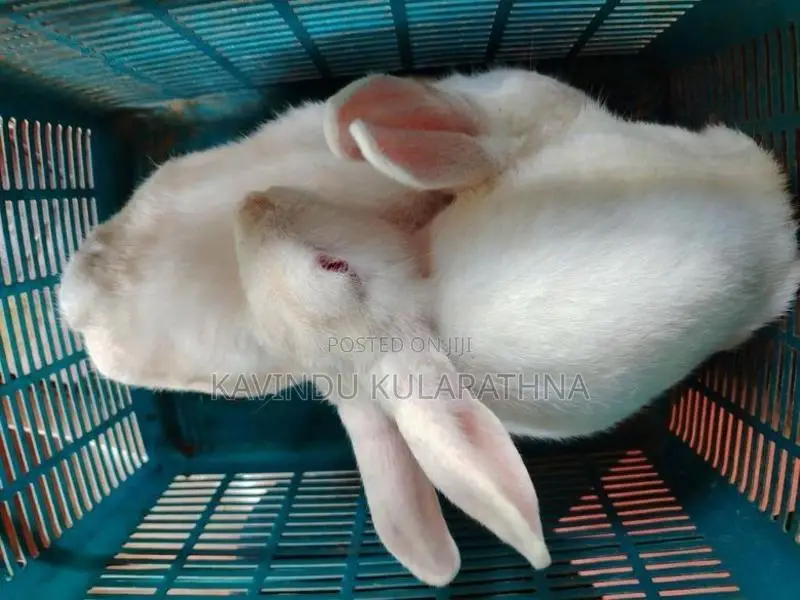 Rabbit
