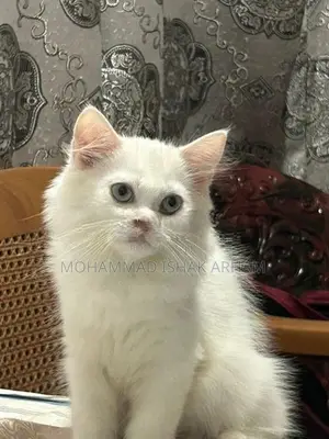 Persian kitten