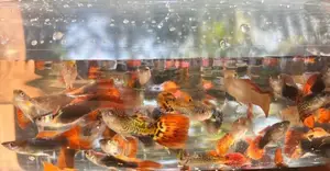 Guppy Fish