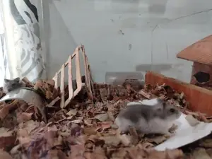 Dwarf Hamster