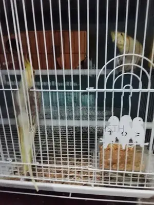 Cockatiel Birds