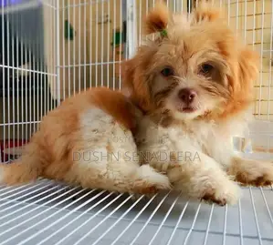 Pure Shih Tzu Dog