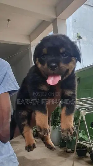 Rottweiler Puppies