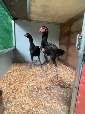 Rooster