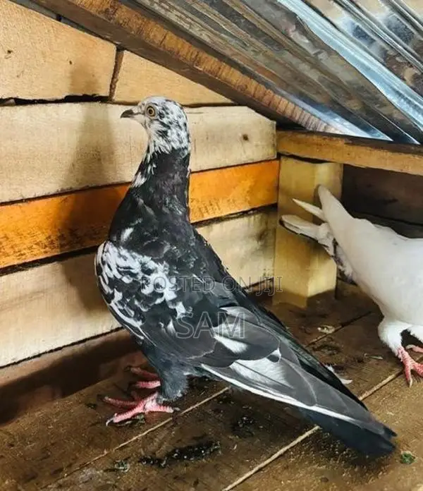 pigeons
