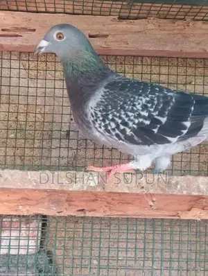 Racing Homer pigeon
