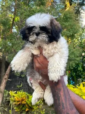 Shih Tzu Male Puppy