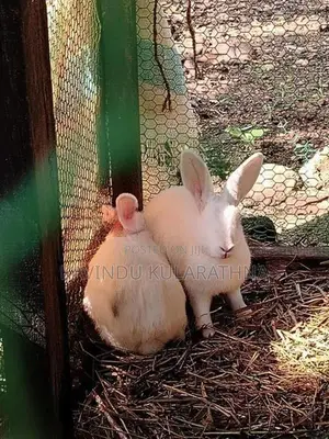 Rabbit