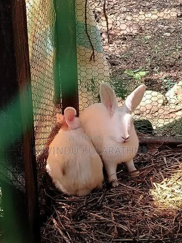 Rabbit