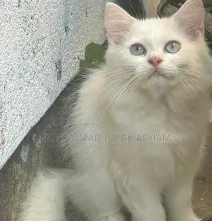 Persian kitten