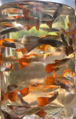 Guppy Fish