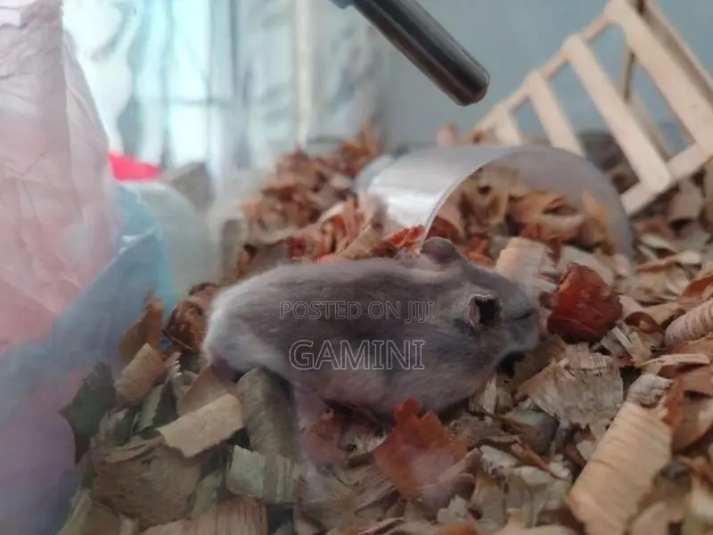 Dwarf Hamster