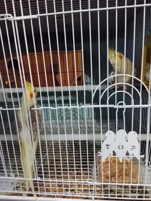 Cockatiel Birds