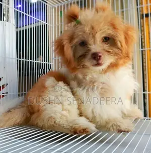 Pure Shih Tzu Dog