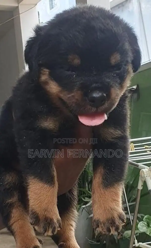 Rottweiler Puppies