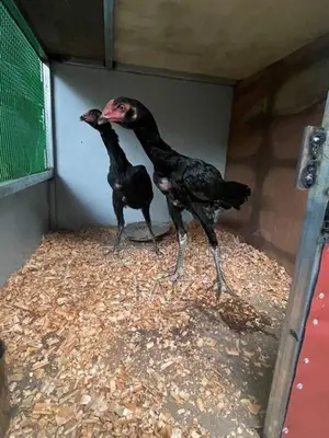 Rooster