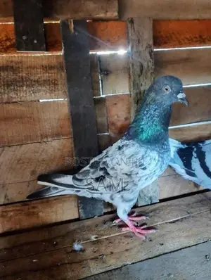 pigeons