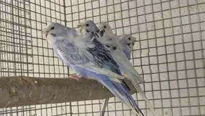 Helicopter Love Birds
